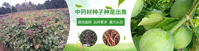 幻灯管理二